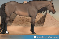 Horse Color:Brown Dun 