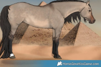 Horse Color:Brown Dun 