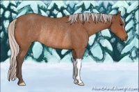 Horse Color:Silver Bay Roan Rabicano 