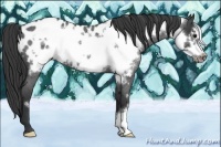 Horse Color:Blue Roan Frame Near Leopard 