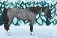 Horse Color:Blue Roan 