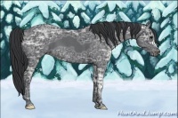 Horse Color:Blue Ice Roan 