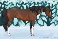 Horse Color:Bay Roan 