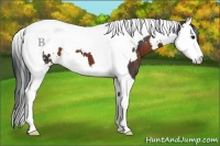 Horse Color:White Spotted Brown Splash Tobiano 