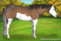 Horse Color:Buckskin Splash 