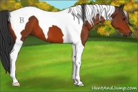 Horse Color:Bay Tobiano