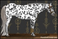 Horse Color:Smoky Black Near Leopard 