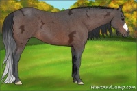 Horse Color:Bay Ice 