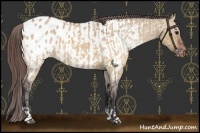 Horse Color:Brown Roan Dun Varnish  and Brown Roan Dun Blanket 