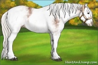 Horse Color:White Spotted Silver Bay Splash