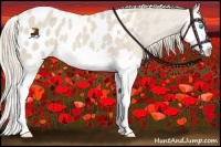 Horse Color:Smoky Creme Splash Appaloosa 