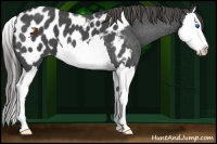 Horse Color:Smoky Blue Roan Splash Appaloosa 