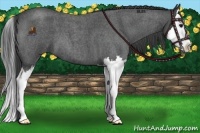 Horse Color:Smoky Blue Roan Splash 