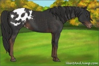 Horse Color:Liver Chestnut Sabino Appaloosa 