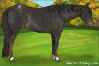 Horse Color:Liver Chestnut Varnish Rabicano 