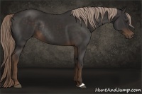 Horse Color:Liver Chestnut Rabicano 