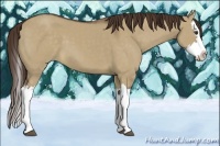 Horse Color:Liver Red Dun Splash 