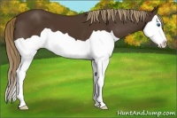 Horse Color:Liver Chestnut Splash 