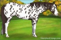 Horse Color:Liver Chestnut Sabino Splash Appaloosa 