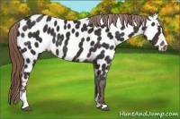 Horse Color:Liver Chestnut Sabino Near Leopard 