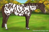 Horse Color:Liver Chestnut Sabino Near Leopard