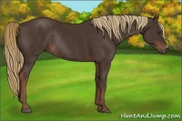 Horse Color:Liver Chestnut Rabicano 