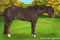 Horse Color:Liver Chestnut Appaloosa 