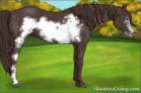 Horse Color:Liver Chestnut Frame Rabicano 