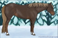 Horse Color:Liver Chestnut 