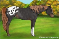 Horse Color:Liver Chestnut Appaloosa Rabicano 