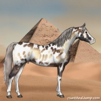 Horse Color:White Spotted Silver Brown Onyx Sabino Appaloosa Rabicano 