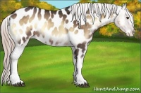 Horse Color:Chocolate Palomino Onyx Appaloosa Rabicano