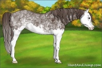 Horse Color:White Spotted Liver Chestnut Splash 