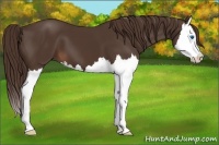Horse Color:Liver Chestnut Splash 