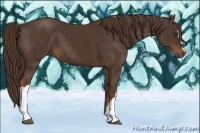 Horse Color:Liver Chestnut 