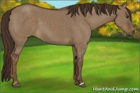 Horse Color:Liver Red Dun 