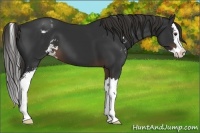 Horse Color:Liver Chestnut Sabino Splash Appaloosa 