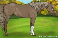 Horse Color:Liver Red Dun 