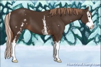 Horse Color:White Spotted Liver Chestnut Splash 