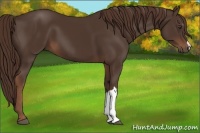 Horse Color:Liver Chestnut 