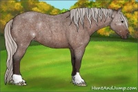 Horse Color:Silver Bay Roan 