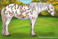Horse Color:Chestnut Appaloosa