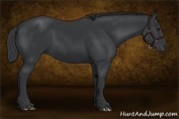 Horse Color:Black Sabino 