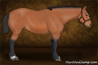 Horse Color:Bay Sabino 