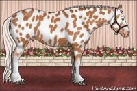 Horse Color:White Spotted Silver Bay Appaloosa Rabicano