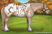 Horse Color:White Spotted Chestnut Blanket Rabicano 