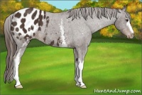 Horse Color:White Spotted Liver Chestnut Appaloosa 