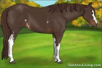 Horse Color:White Spotted Liver Chestnut 
