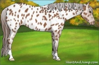 Horse Color:Liver Chestnut Appaloosa