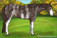 Horse Color:White Spotted Liver Chestnut 